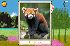 Red panda