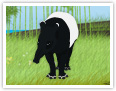 Der Malaysische Tapir