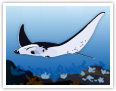 Der Mantarochen