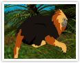 Lion Tamarin