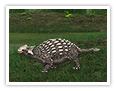 Der Ankylosaurus