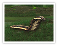 Die Arthropleura