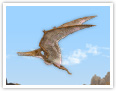Der Pteranodon